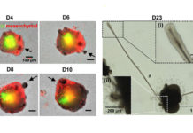 Cabello de laboratorio: científicos cultivan por primera vez folículos pilosos ‘in vitro’