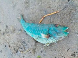 Peces muertos en Miramar, fueron arrastrados por el Pánuco: Turismo.