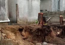 Caen seis árboles por fuerte norte