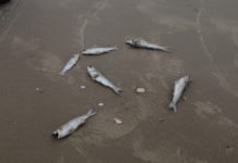 Confirman presencia de marea roja en costas del sur de Tamaulipas