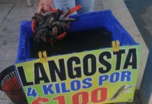 Rompen récord de venta, 1 tonelada de langostino en mercado de marisco
