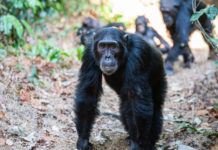 Descubren que los chimpancés pueden sincronizar sus pasos, una habilidad atribuida hasta ahora solo a los humanos