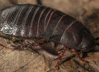 Una rara cucaracha reaparece después de más de 80 años “extinta”
