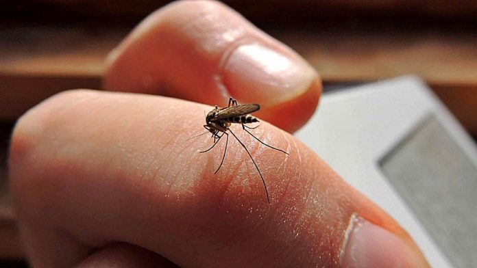 dengue