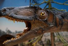 Mujer asegura que un dinosaurio merodea su jardín