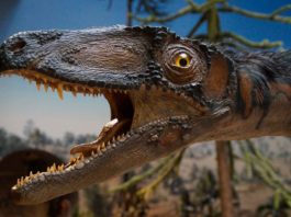 Mujer asegura que un dinosaurio merodea su jardín