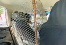 ‘Cálmese, don; si no es gallo’, taxista se viraliza por su sistema de seguridad