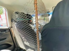 ‘Cálmese, don; si no es gallo’, taxista se viraliza por su sistema de seguridad