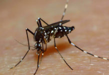 Explican por qué algunas personas son verdaderos “imanes para los mosquitos”