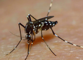 Explican por qué algunas personas son verdaderos “imanes para los mosquitos”
