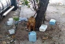 Diputados quieren rescate de perros en situación de abandono
