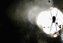 Algunas especies de arañas han evolucionado hasta hacerse más sociales