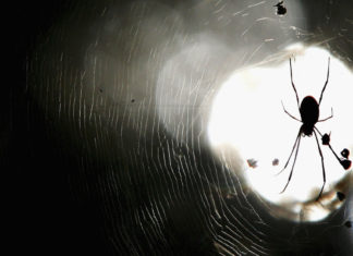 Algunas especies de arañas han evolucionado hasta hacerse más sociales