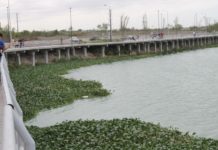 Ahora invade lirio acuático a la laguna “La Escondida”