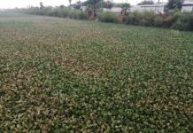 Licitan obra de limpieza del lirio del Anzalduas