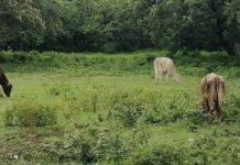 Desaparecen becerros en ejidos, sospechan de cocodrilo
