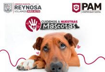 Dispone Gobierno de Reynosa línea telefónica para denunciar maltrato animal
