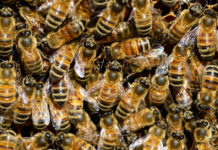 Fertilizantes y pesticidas cambian la forma en que las abejas “ven” una flor