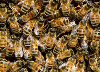 Fertilizantes y pesticidas cambian la forma en que las abejas “ven” una flor
