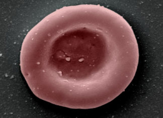 Realizan el primer ensayo de transfusión de glóbulos rojos cultivados en laboratorio a humanos