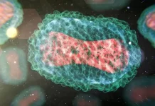 Por qué la OMS le cambió el nombre a la viruela del mono