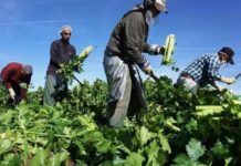 Más de 300 piden ayuda al Estado para irse a trabajar de jornaleros