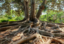 La evolución de las raíces de los árboles podría haber provocado extinciones masivas