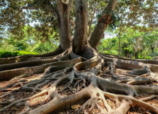 La evolución de las raíces de los árboles podría haber provocado extinciones masivas
