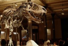 Los T-Rex pudieron ser un “70 % más grandes” de lo que indican los registros fósiles