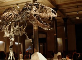 Los T-Rex pudieron ser un “70 % más grandes” de lo que indican los registros fósiles