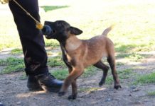 Guardia Estatal entrena a futuros integrantes de la Unidad Canina