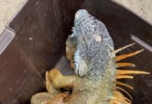 Onda gélida afecta a iguanas, PROFEPA implementa operativo para resguardarlas