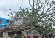FF deja árboles caídos y 4 refugiados en Madero