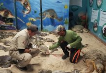 Rescatan ejemplares de tortuga lora y tortuga verde ante bajas temperaturas