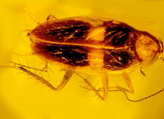 Descubren incrustada en ámbar dominicano una cucaracha de unos 30 millones de años