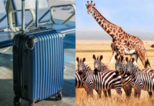 ¡Alerta aeropuerto! Detienen a mujer por llevar huesos de jirafa y cebra