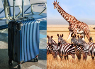 ¡Alerta aeropuerto! Detienen a mujer por llevar huesos de jirafa y cebra