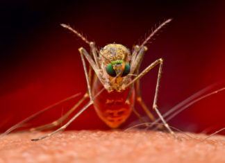 Descubren ‘supermosquitos’ resistentes a insecticidas en el sudeste asiático
