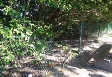Exhortan a la población a no dañar la cerca de la laguna del Carpintero por el riesgo de los cocodrilos