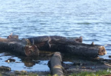 Regidor analiza la esterilización de cocodrilos para evitar su sobrepoblación