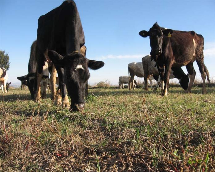 MAYO-9-SEQUÍA-VERACRUZ-BN-696x557