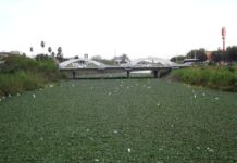 Migran aves y se posicionan en canal Anzaldúa por Lirio Acuático