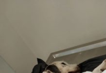 Llevan caso de perrita agredida “Paloma” a la FGJ
