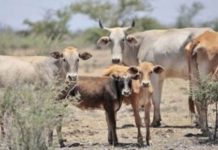 Tiempos malos y de sequía son una costumbre para los campesinos