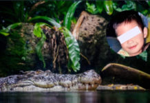 Cocodrilo ‘héroe’ rescata cuerpo de niño ahogado en Indonesia