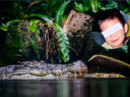 Cocodrilo ‘héroe’ rescata cuerpo de niño ahogado en Indonesia