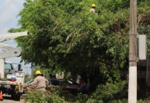 CFE debe evitar riesgos y podar árboles