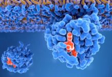 KRAS, la proteína “maldita” del cáncer que es el objetivo de las investigaciones para los tratamientos modernos