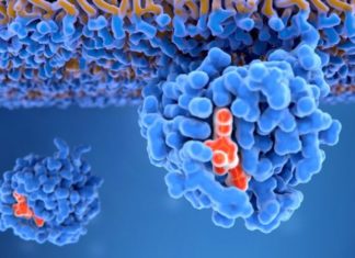 KRAS, la proteína “maldita” del cáncer que es el objetivo de las investigaciones para los tratamientos modernos