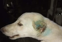 Mutilna oerjas y cola de perrito.